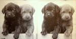213 Dogs - 3-ply - Stewo